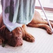 Photo de Dogue de bordeaux