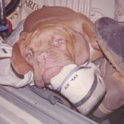 Photo de Dogue de bordeaux