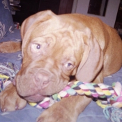 Photo de Dogue de bordeaux