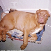 Photo de Dogue de bordeaux