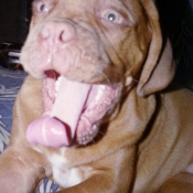 Photo de Dogue de bordeaux