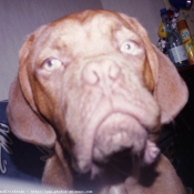 Photo de Dogue de bordeaux