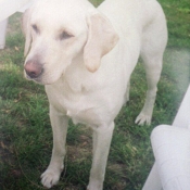 Photo de Labrador retriever