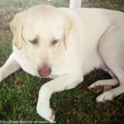 Photo de Labrador retriever