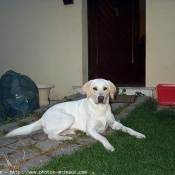 Photo de Labrador retriever