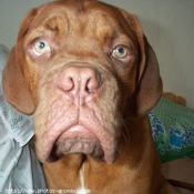 Photo de Dogue de bordeaux