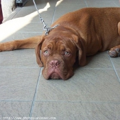 Photo de Dogue de bordeaux