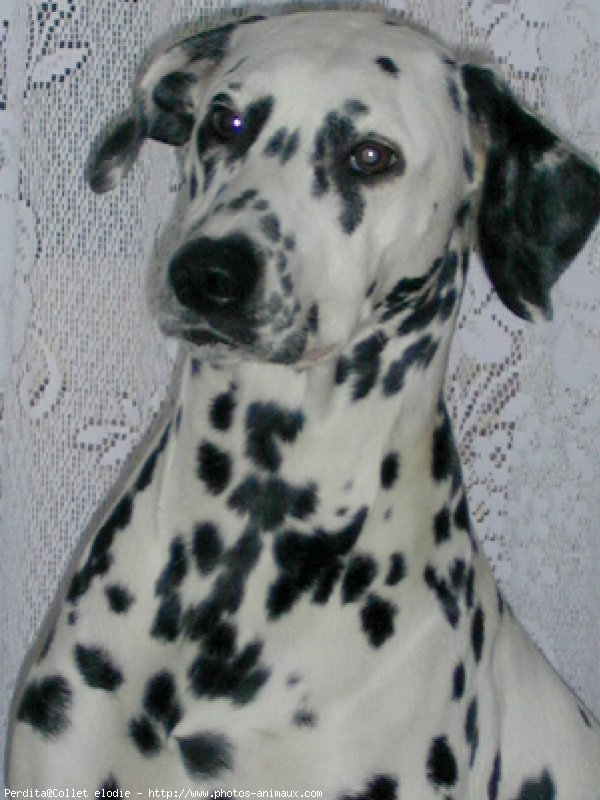 Photo de Dalmatien