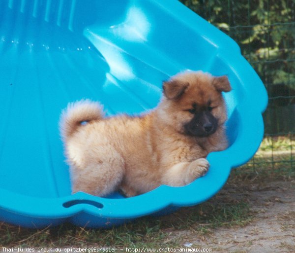 Photo d'Eurasier