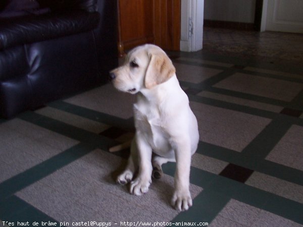 Photo de Labrador retriever