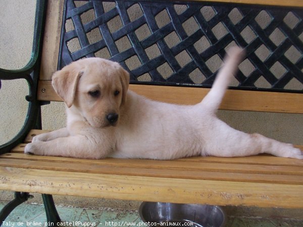 Photo de Labrador retriever