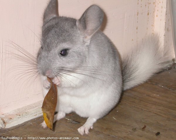 Photo de Chinchilla