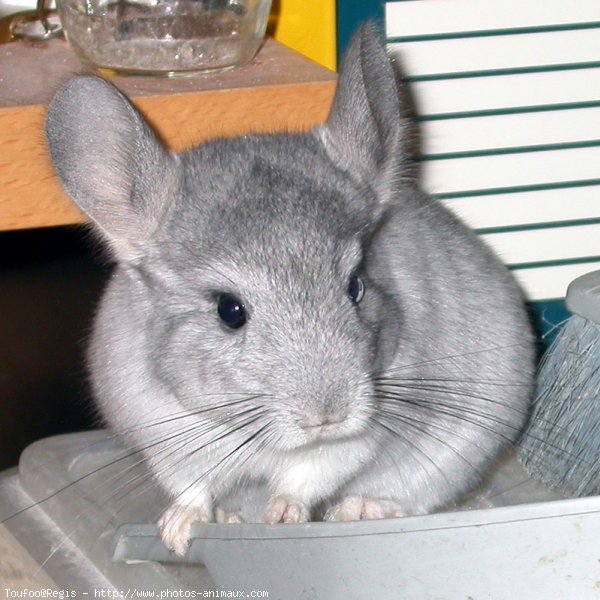 Photo de Chinchilla