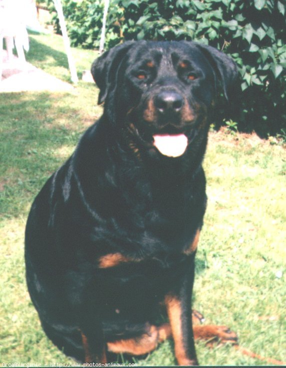 Photo de Rottweiler