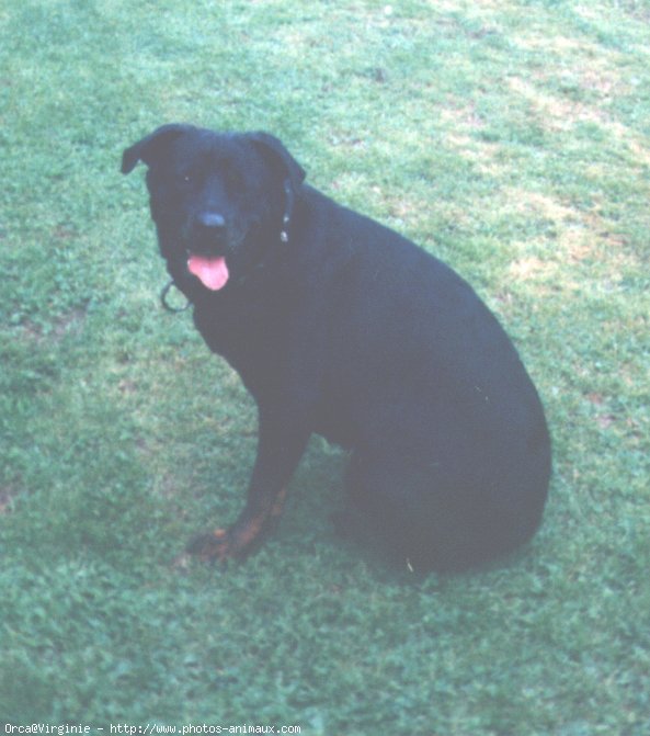 Photo de Rottweiler