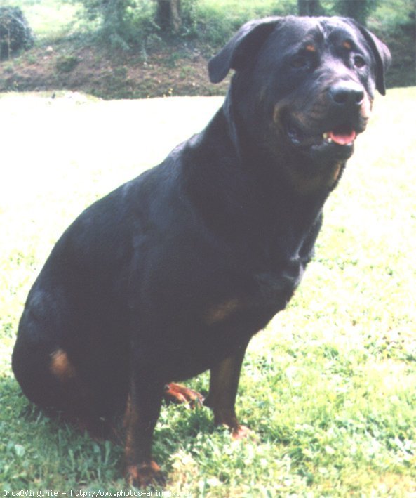 Photo de Rottweiler