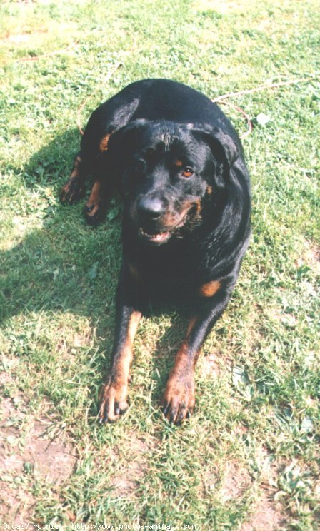 Photo de Rottweiler