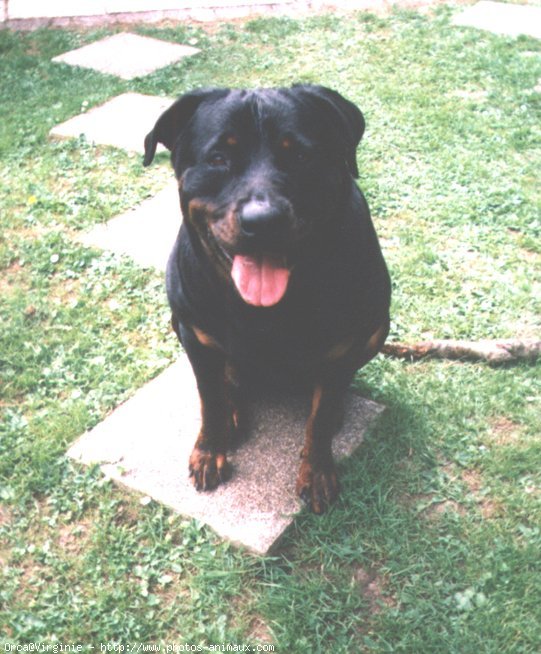 Photo de Rottweiler