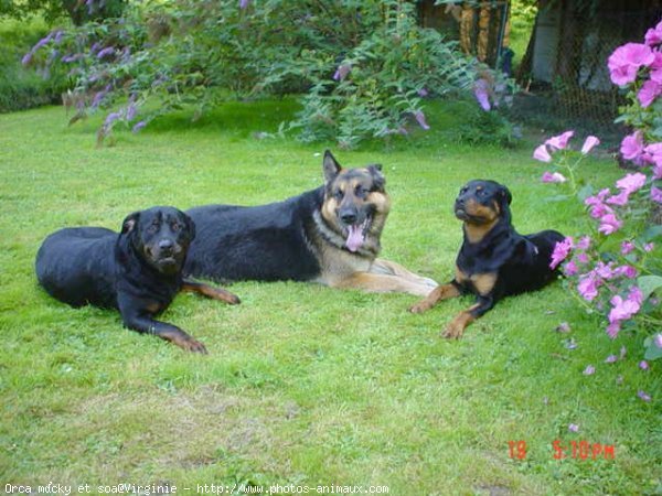 Photo de Rottweiler