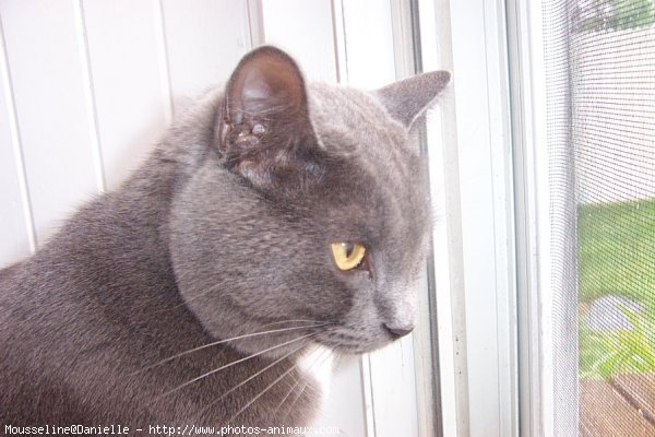 Photo de Chartreux