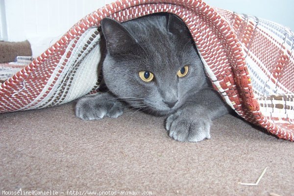 Photo de Chartreux