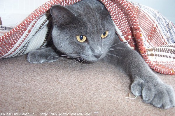 Photo de Chartreux