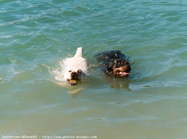 Photo de Races diffrentes