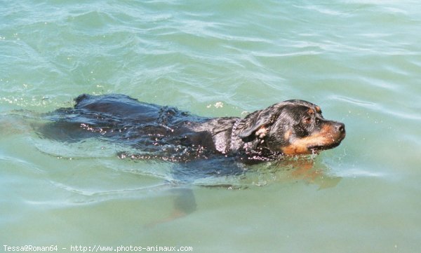 Photo de Rottweiler