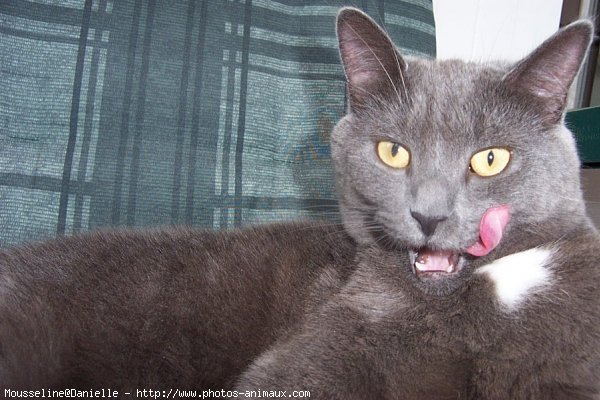 Photo de Chartreux