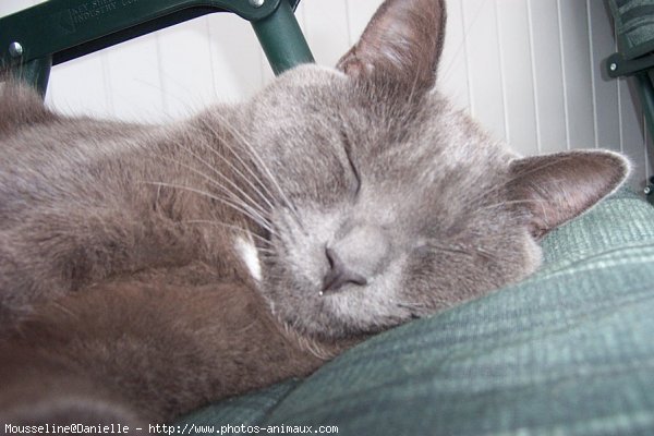 Photo de Chartreux