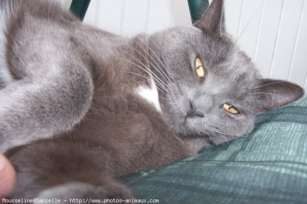 Photo de Chartreux