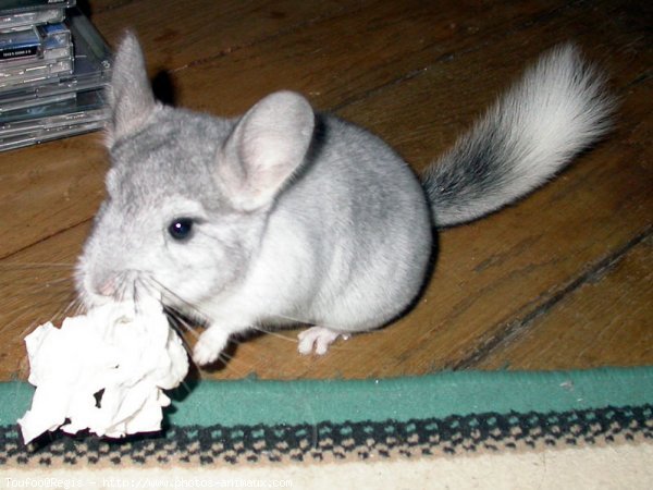 Photo de Chinchilla