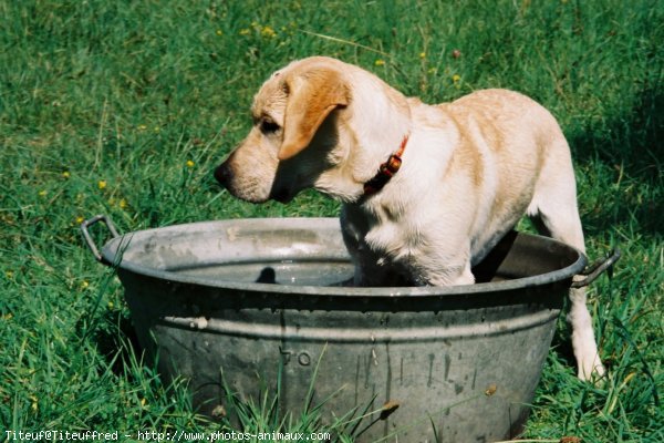 Photo de Labrador retriever