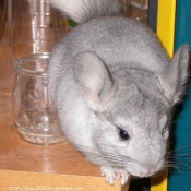 Photo de Chinchilla