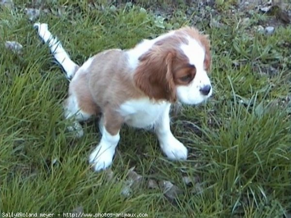 Photo de Cavalier king charles spaniel