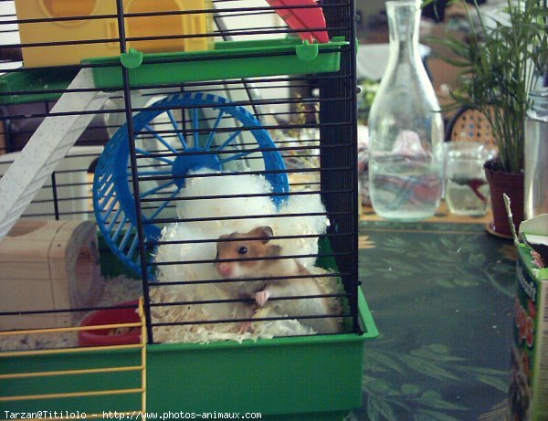 Photo de Hamster