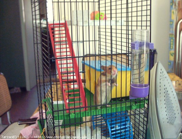 Photo de Hamster