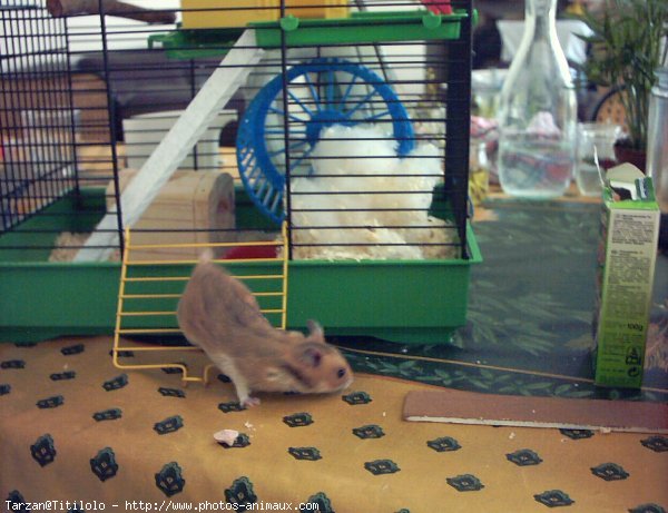 Photo de Hamster