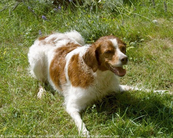 Photo d'Epagneul breton