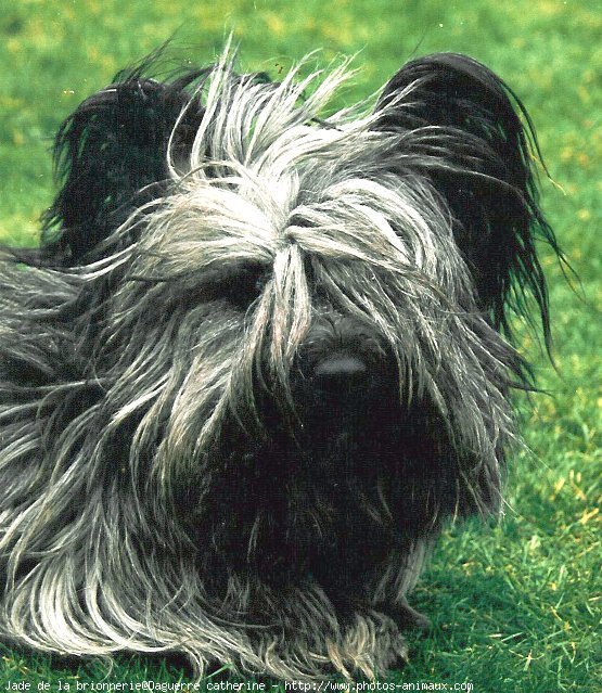 Photo de Skye terrier