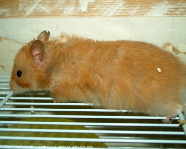 Photo de Hamster