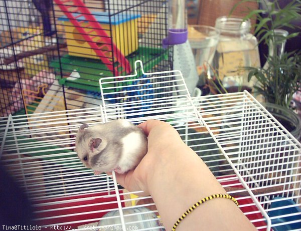 Photo de Hamster