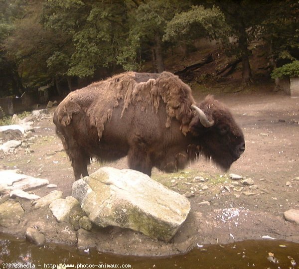 Photo de Bison