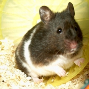 Photo de Hamster