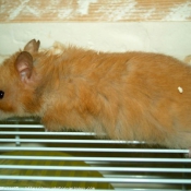 Photo de Hamster