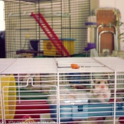 Photo de Hamster