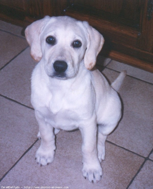 Photo de Labrador retriever