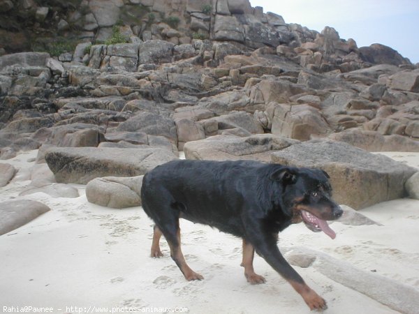 Photo de Rottweiler