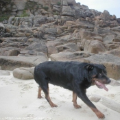 Photo de Rottweiler