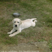 Photo de Labrador retriever